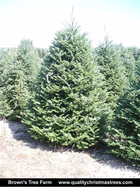 how much are wholesale christmas trees